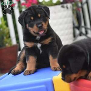 Aurora, Bernese Mountain Dog Mix Puppy